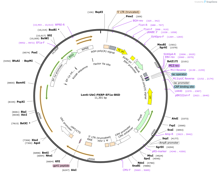 205150-plasmid-map-sequence-id-405993