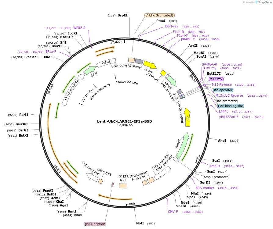 205151-plasmid-map-sequence-id-405996