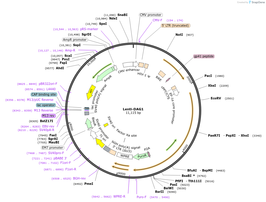 205149-plasmid-map-sequence-id-405998