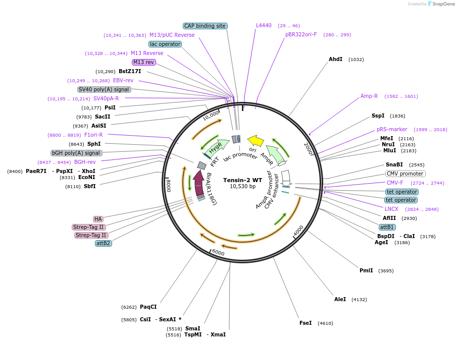 201797-plasmid-map-sequence-id-406141