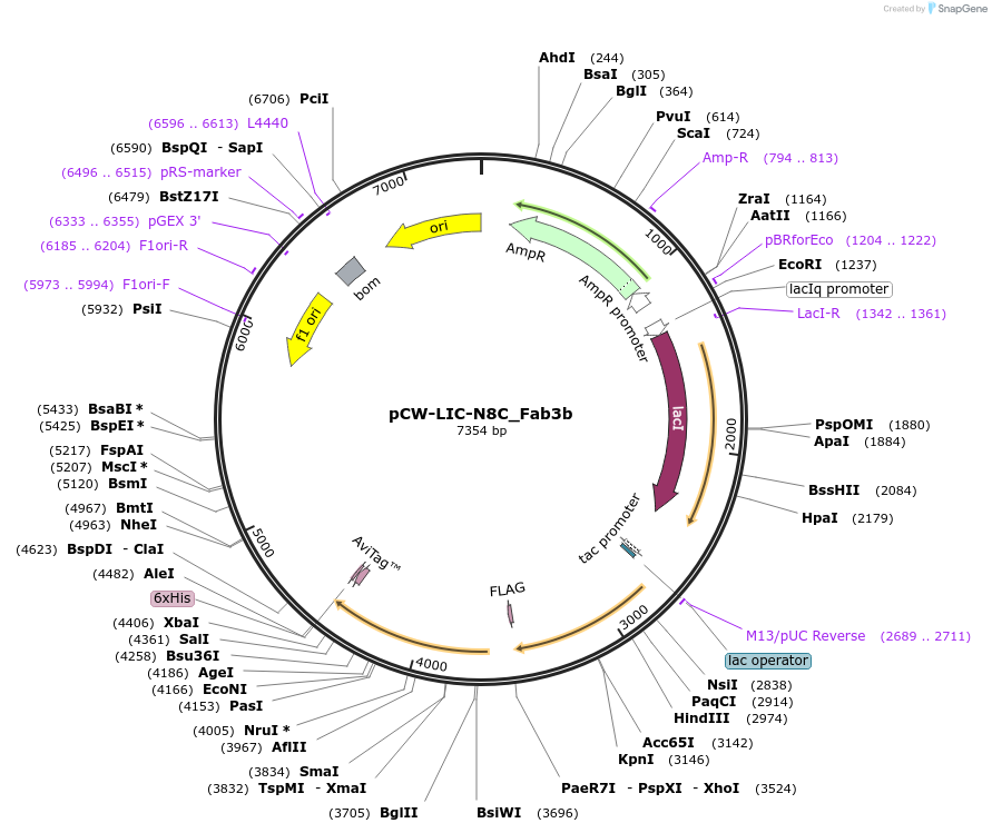 203685-plasmid-map-sequence-id-406142