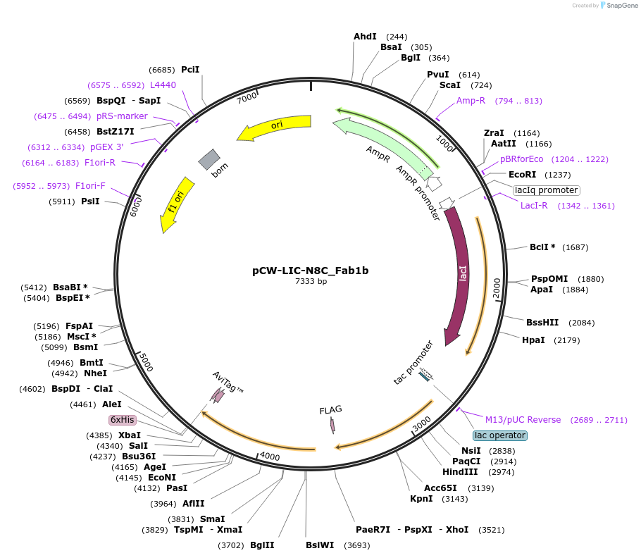 203691-plasmid-map-sequence-id-406160