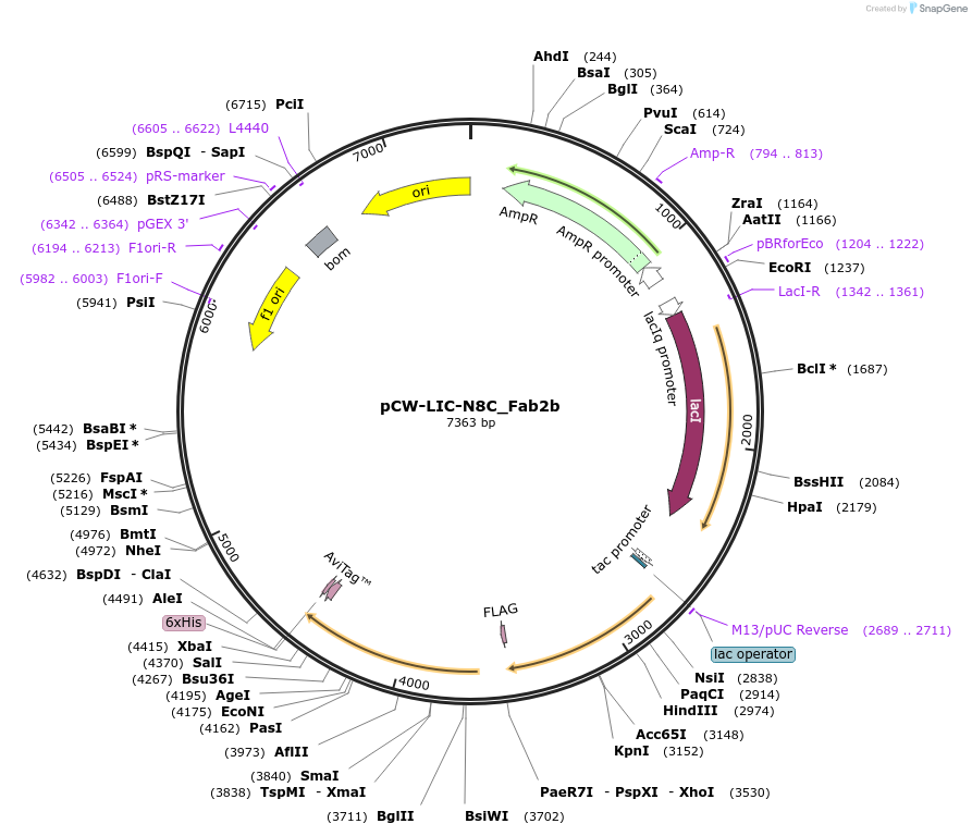 203692-plasmid-map-sequence-id-406163