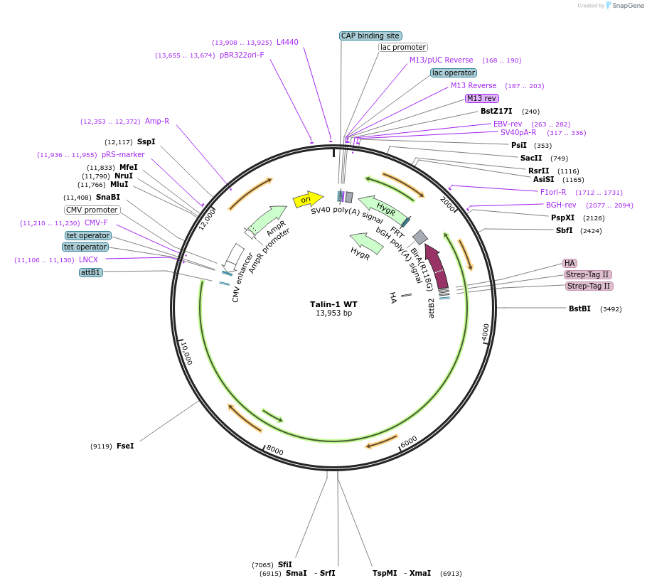 201798-plasmid-map-sequence-id-406174