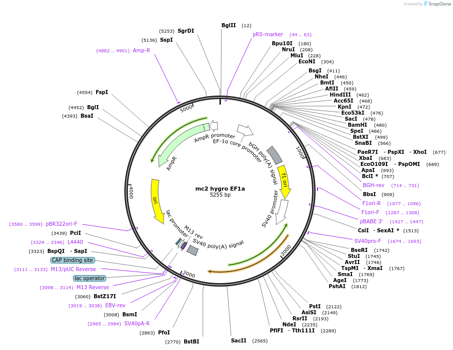 206222-plasmid-map-sequence-id-406177