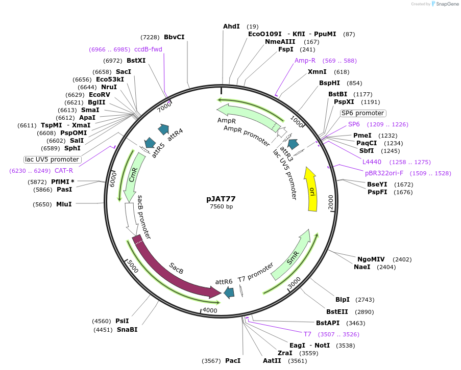 204295-plasmid-map-sequence-id-406178