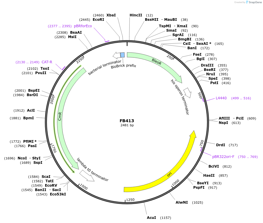 203617-plasmid-map-sequence-id-406179