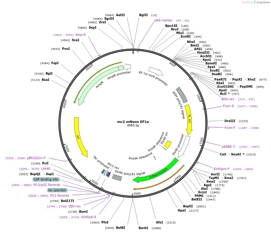206224-plasmid-map-sequence-id-406182