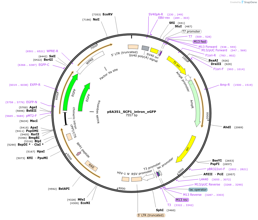 206906-plasmid-map-sequence-id-406190