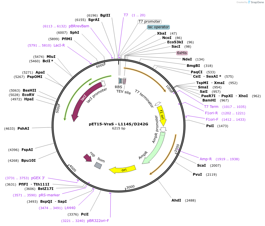 206873-plasmid-map-sequence-id-406193