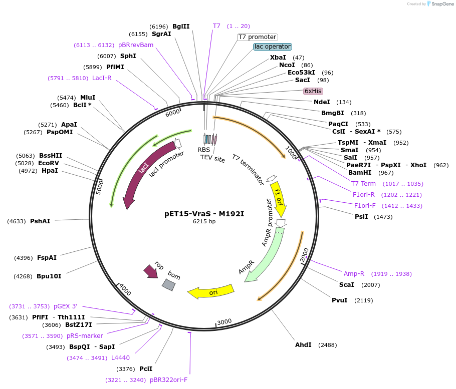206337-plasmid-map-sequence-id-406197