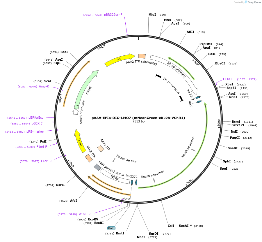 205098-plasmid-map-sequence-id-406216