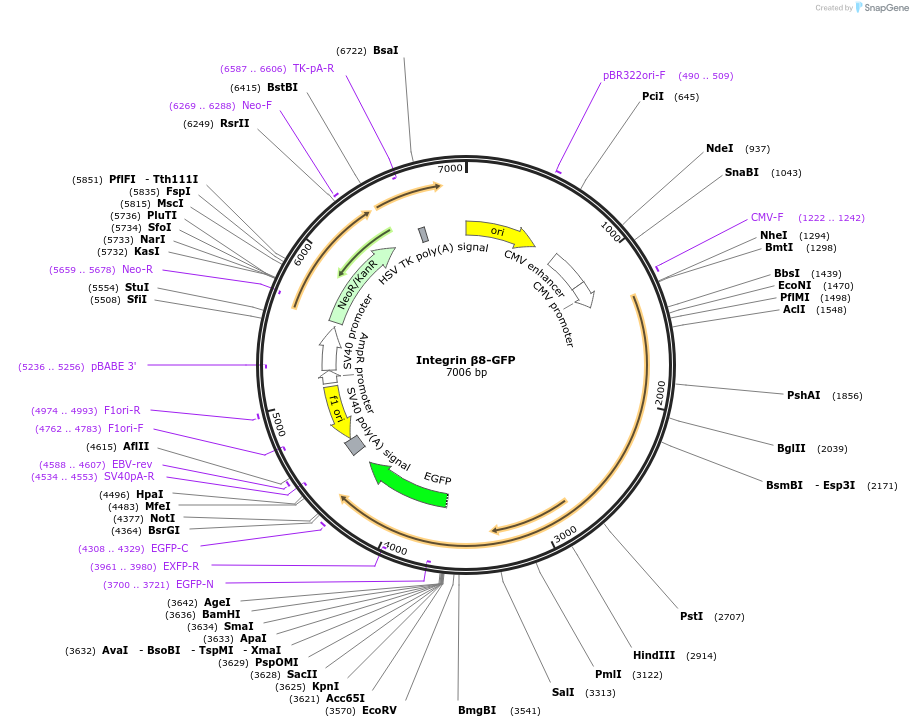 205093-plasmid-map-sequence-id-406227