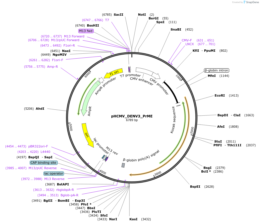 207265-plasmid-map-sequence-id-406229