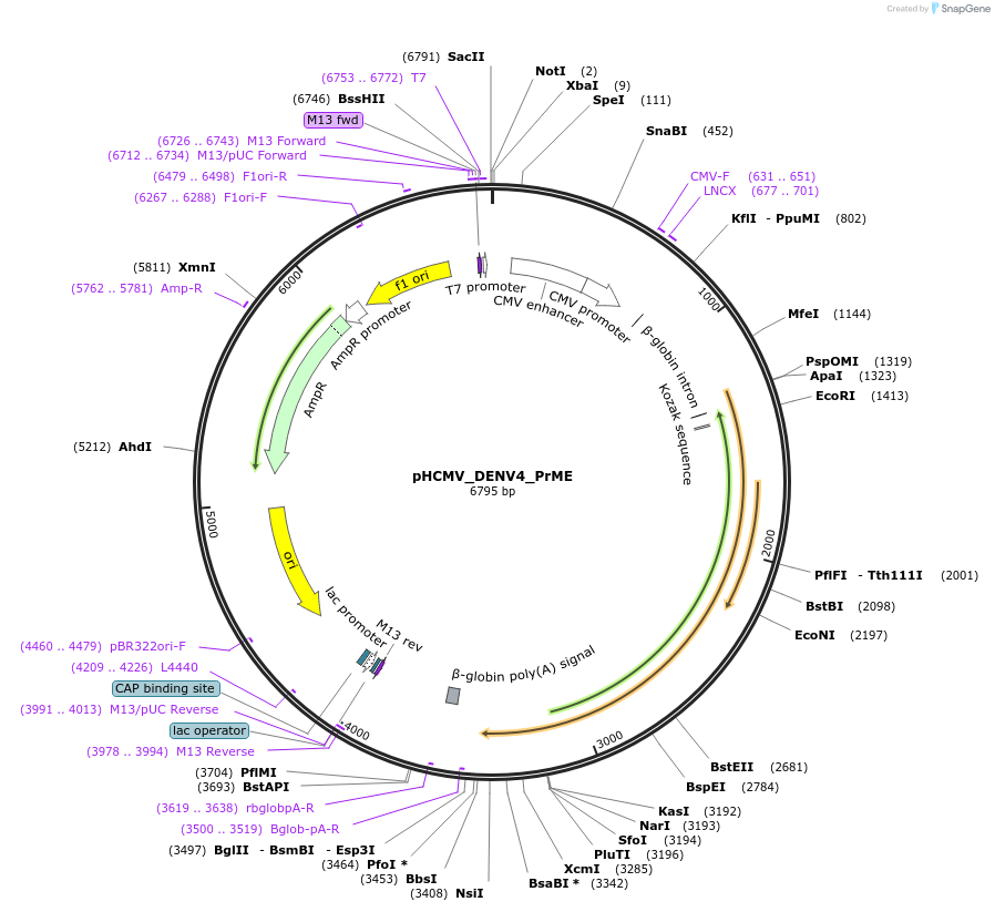 207266-plasmid-map-sequence-id-406234