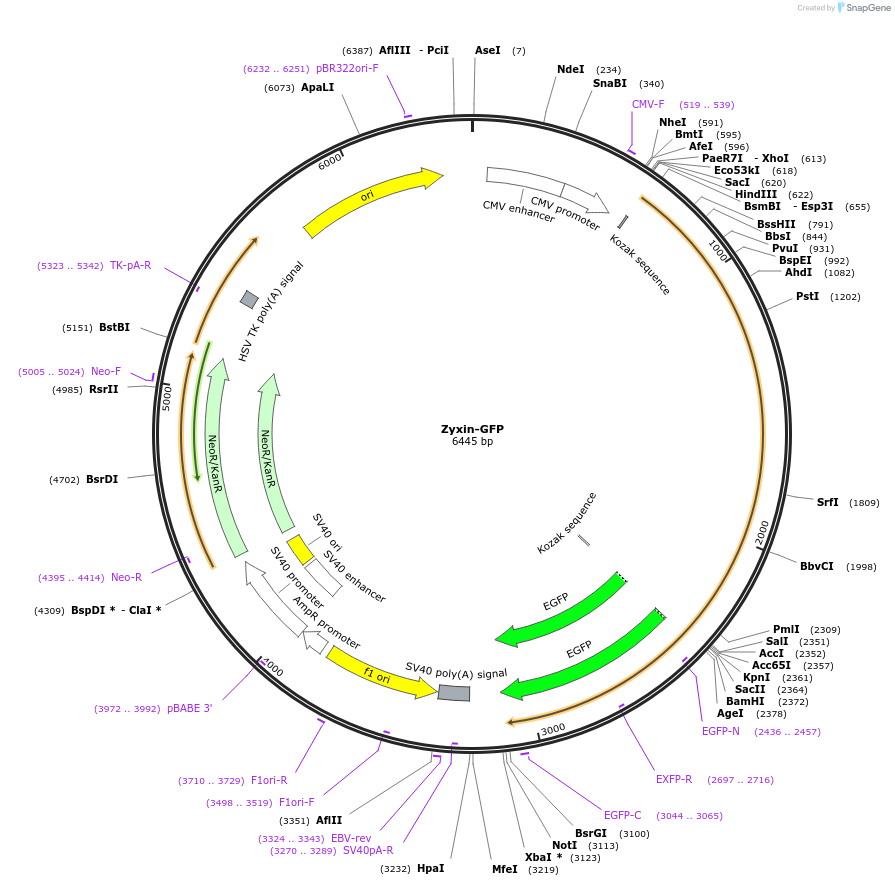 205095-plasmid-map-sequence-id-406236