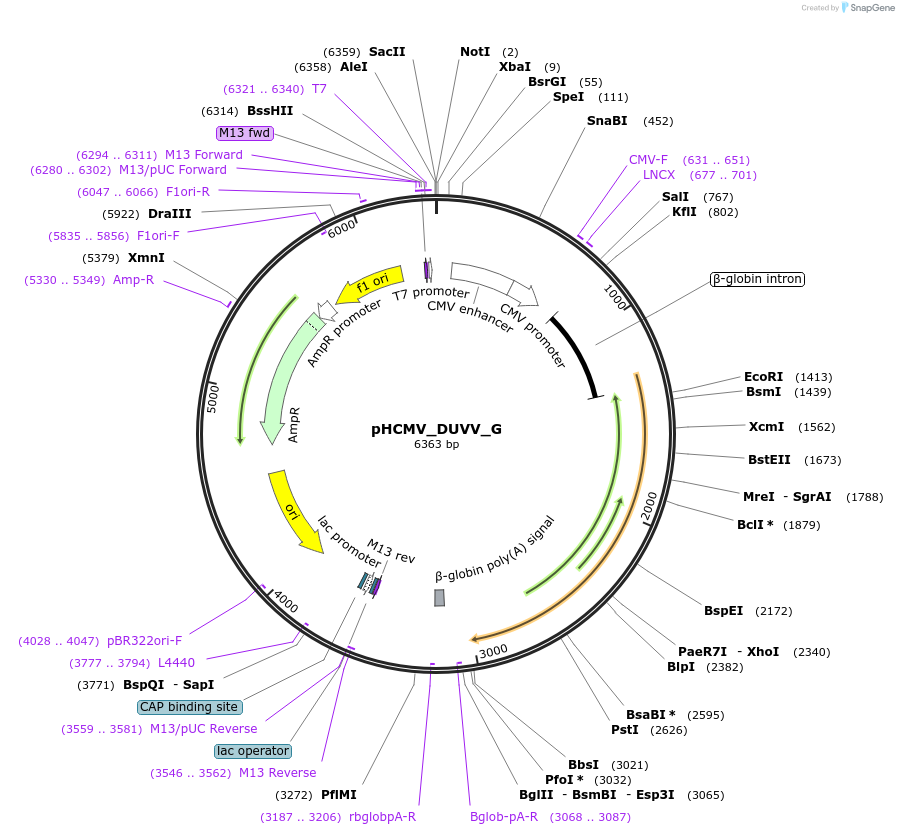 207269-plasmid-map-sequence-id-406237