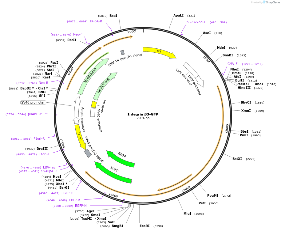 205091-plasmid-map-sequence-id-406245