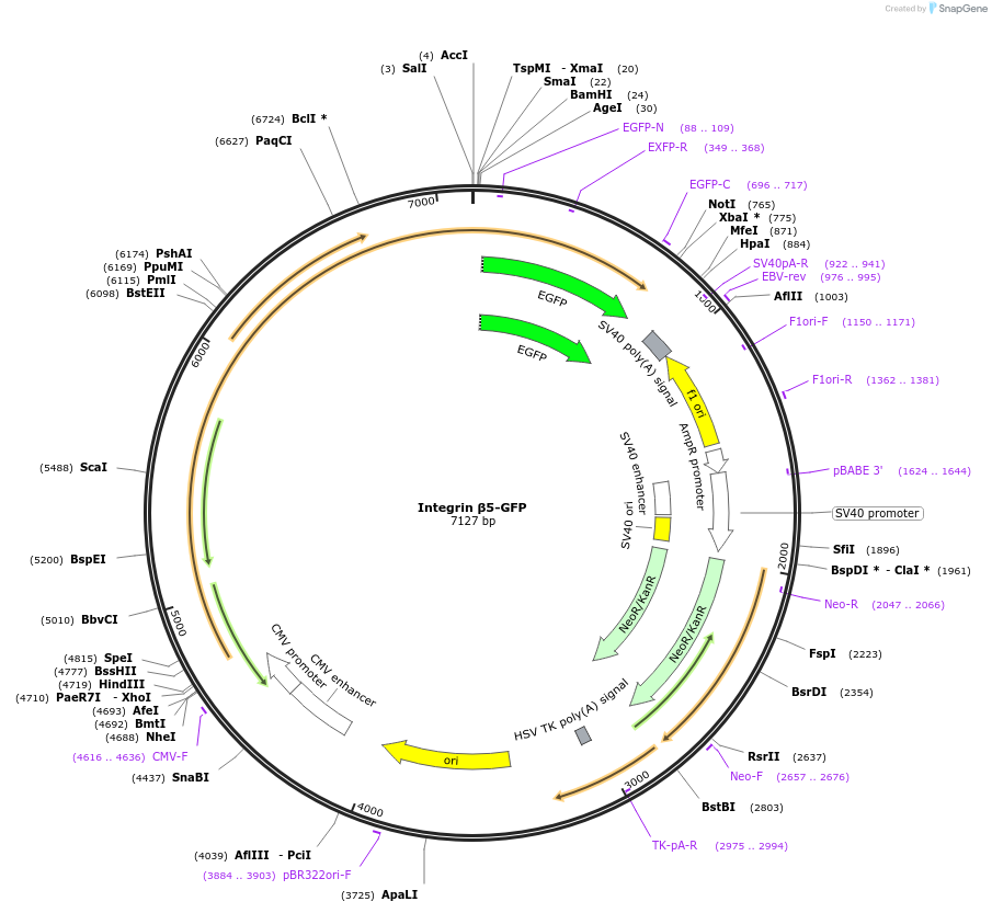 205090-plasmid-map-sequence-id-406246