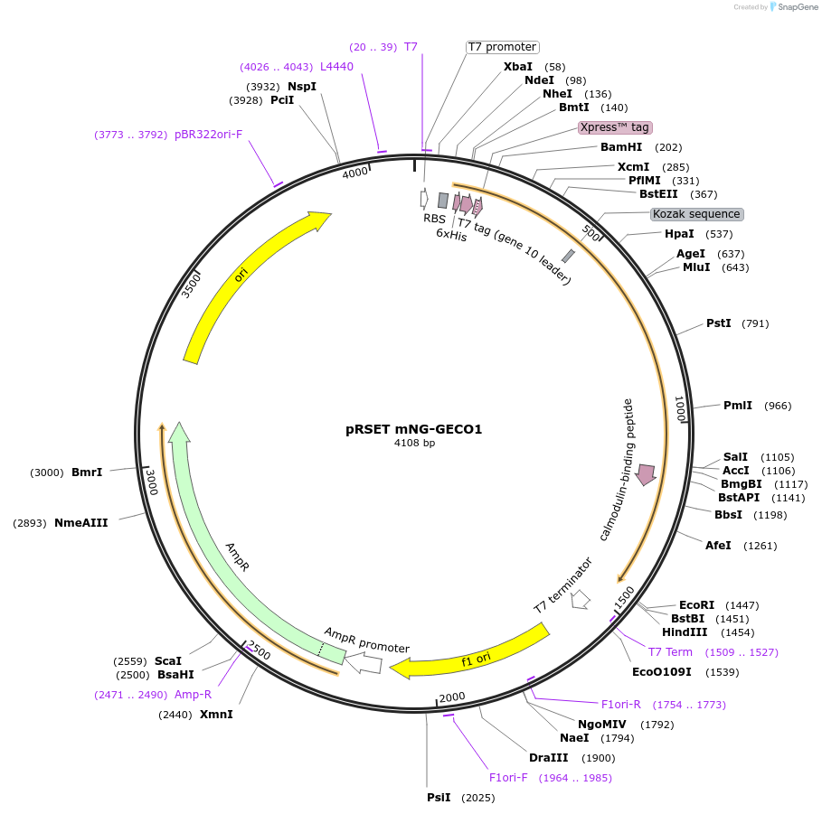 201933-plasmid-map-sequence-id-406251