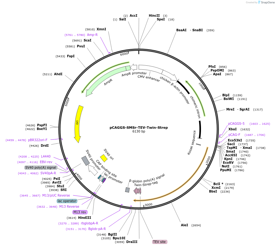 202530-plasmid-map-sequence-id-406370