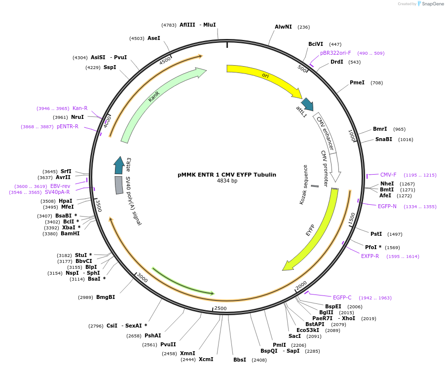 206254-plasmid-map-sequence-id-406387