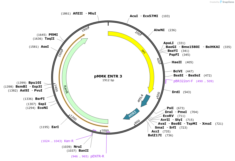 206262-plasmid-map-sequence-id-406389