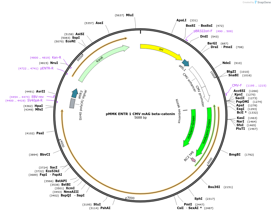 206258-plasmid-map-sequence-id-406391
