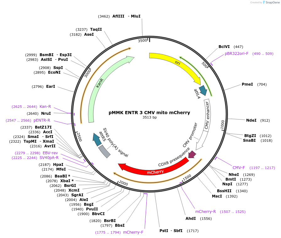 206256-plasmid-map-sequence-id-406392