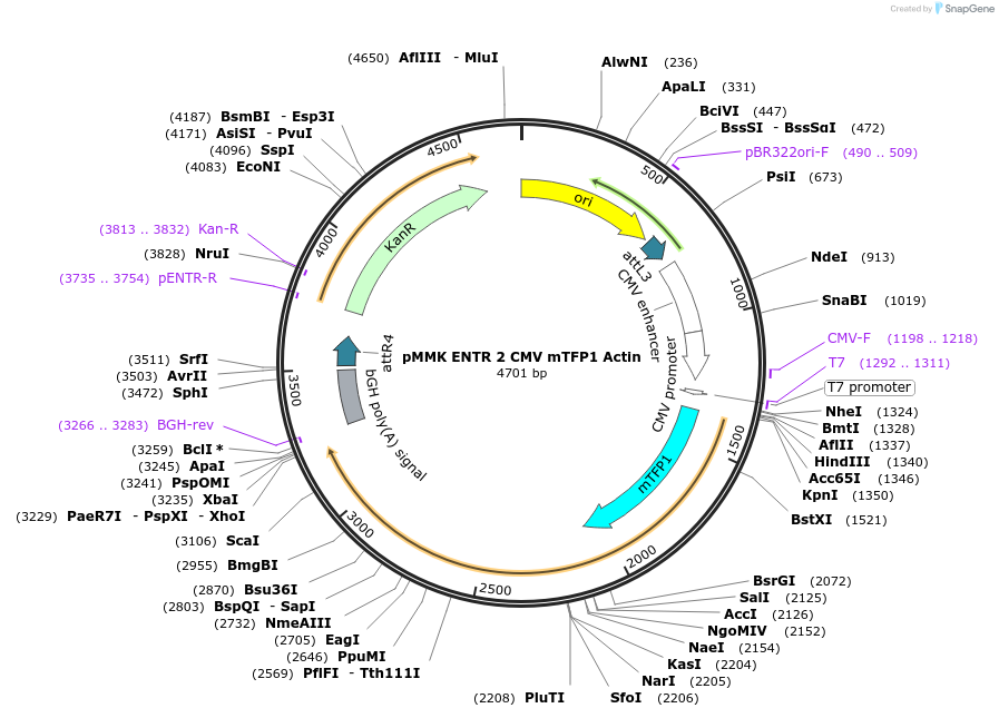 206255-plasmid-map-sequence-id-406402