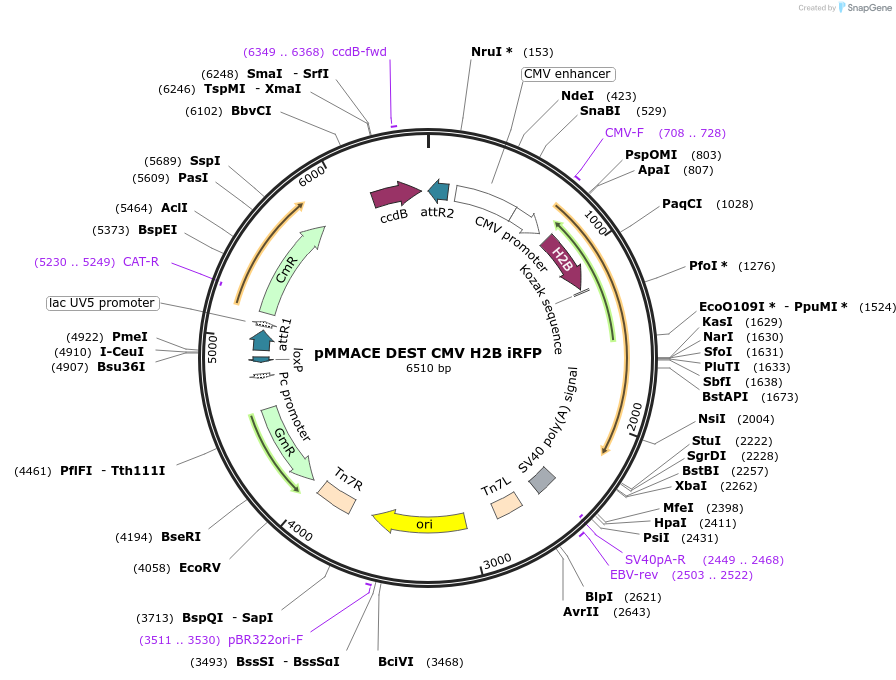 206253-plasmid-map-sequence-id-406403