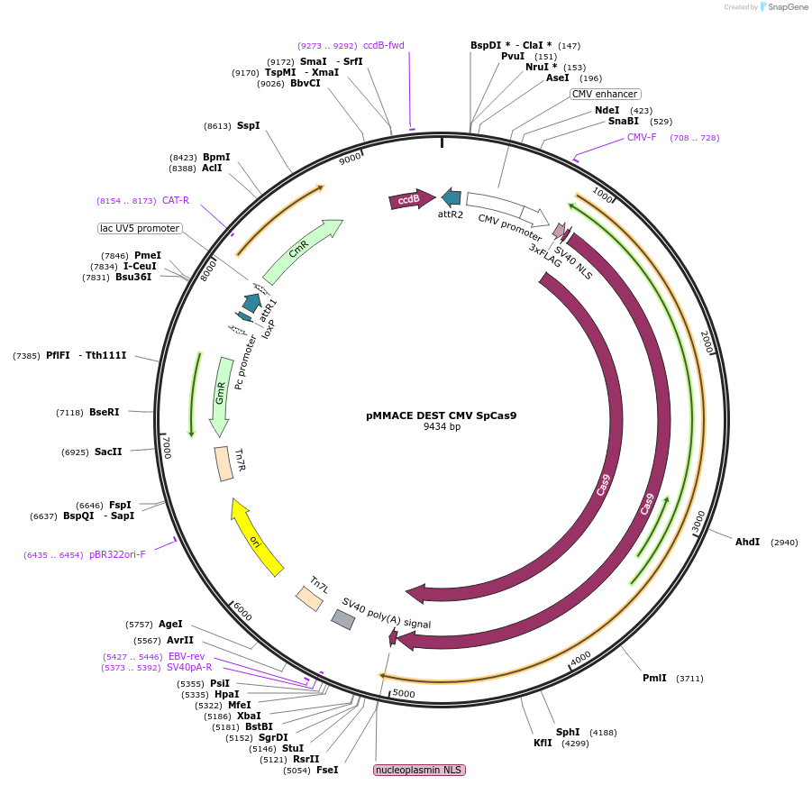 206268-plasmid-map-sequence-id-406404