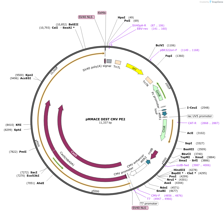 206276-plasmid-map-sequence-id-406406