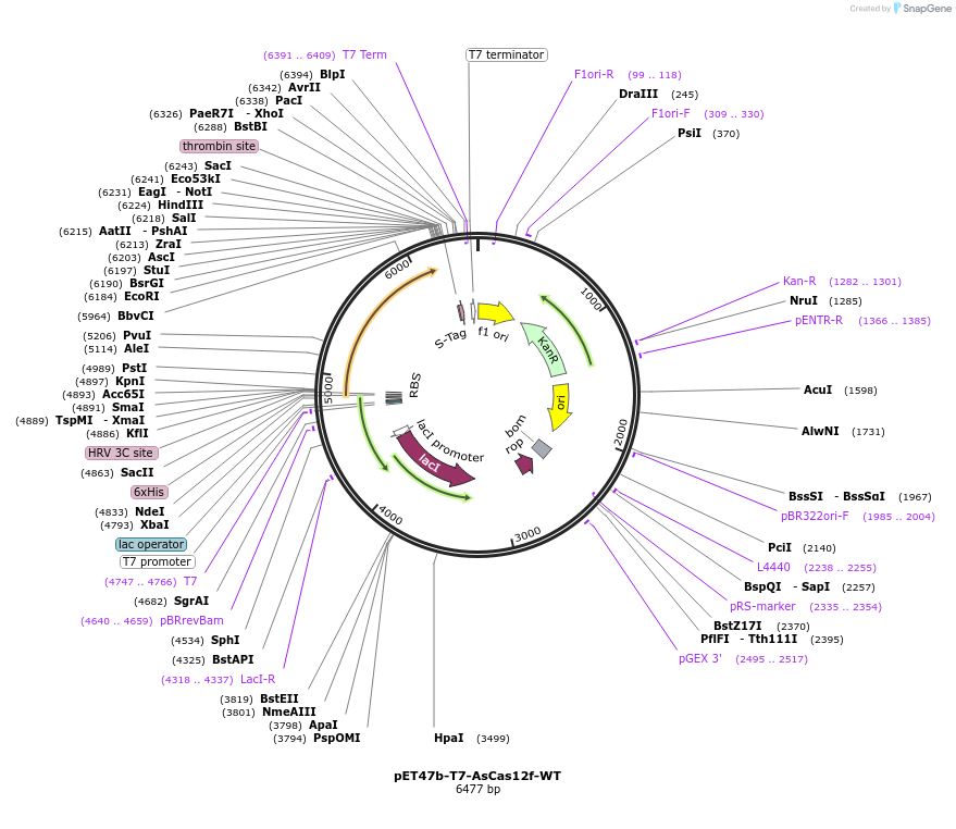 204640-plasmid-map-sequence-id-406408