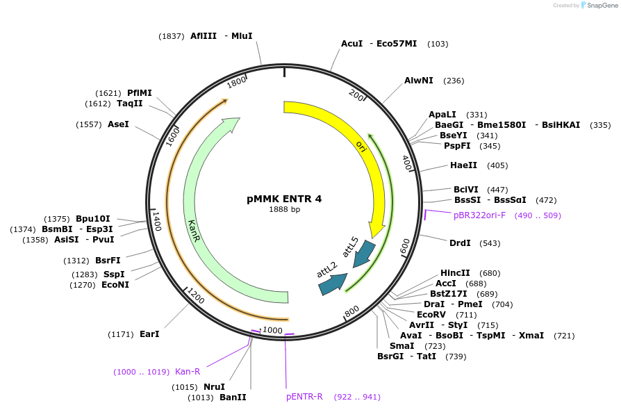 206263-plasmid-map-sequence-id-406415