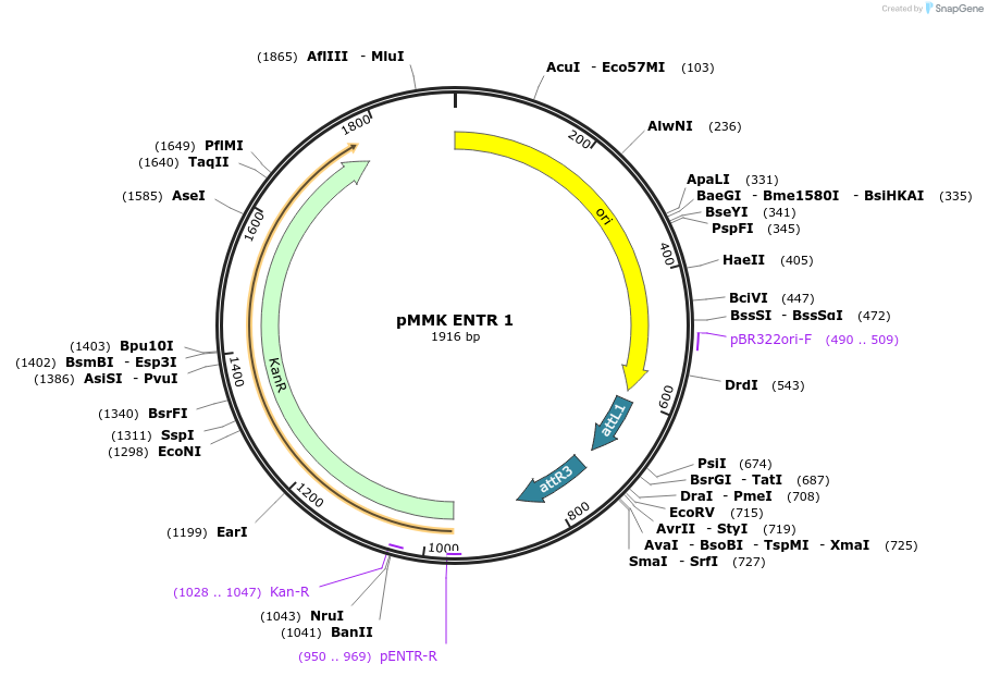 206260-plasmid-map-sequence-id-406416