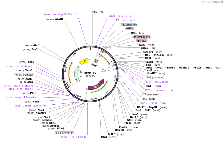 204500-plasmid-map-sequence-id-406419