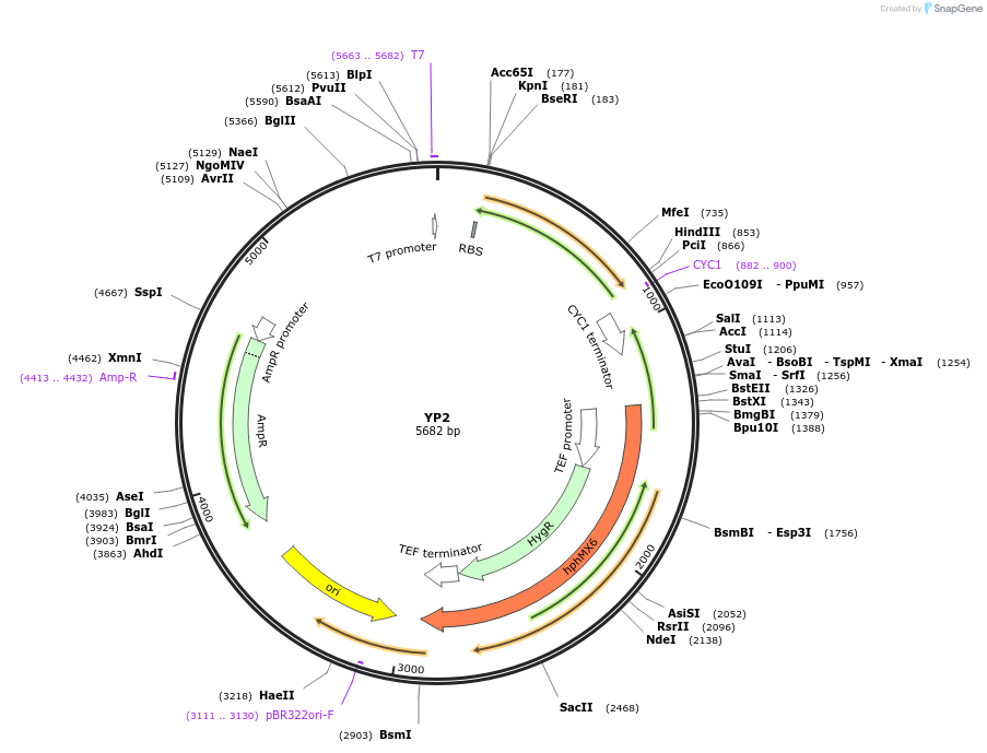 199943-plasmid-map-sequence-id-406423