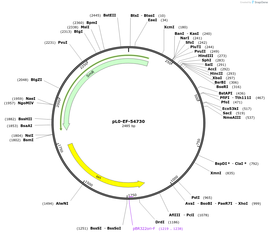202163-plasmid-map-sequence-id-406454