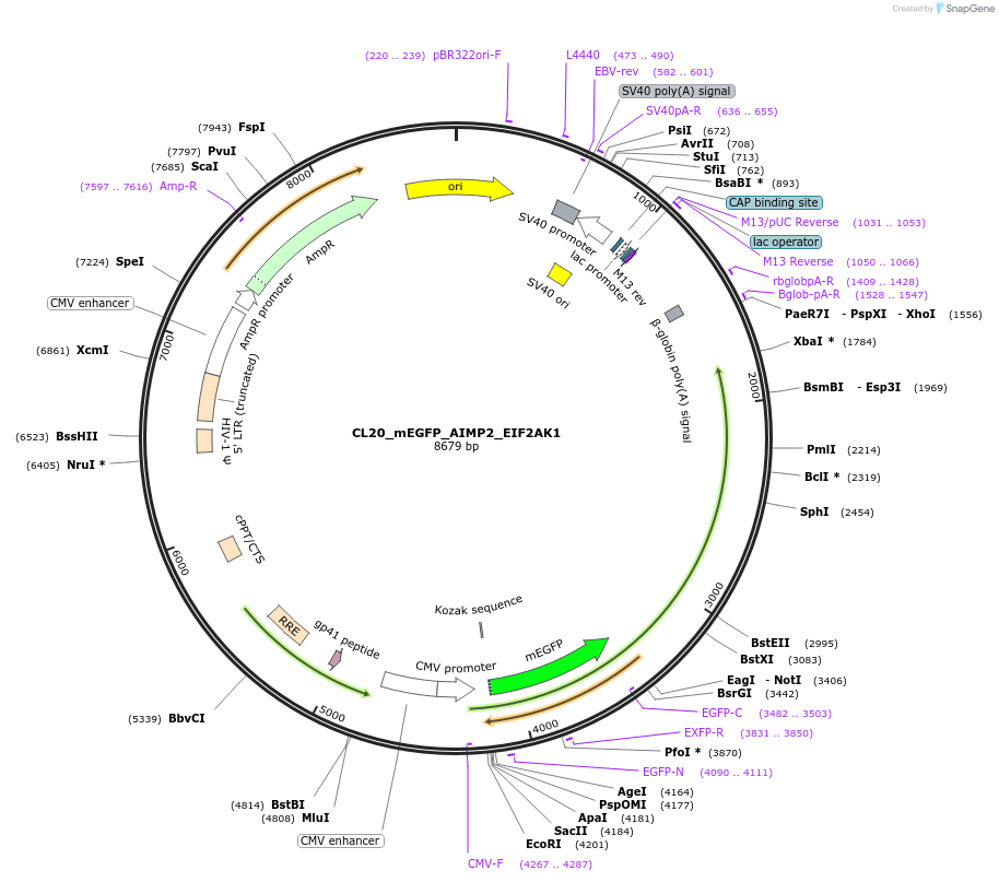 205770-plasmid-map-sequence-id-406466
