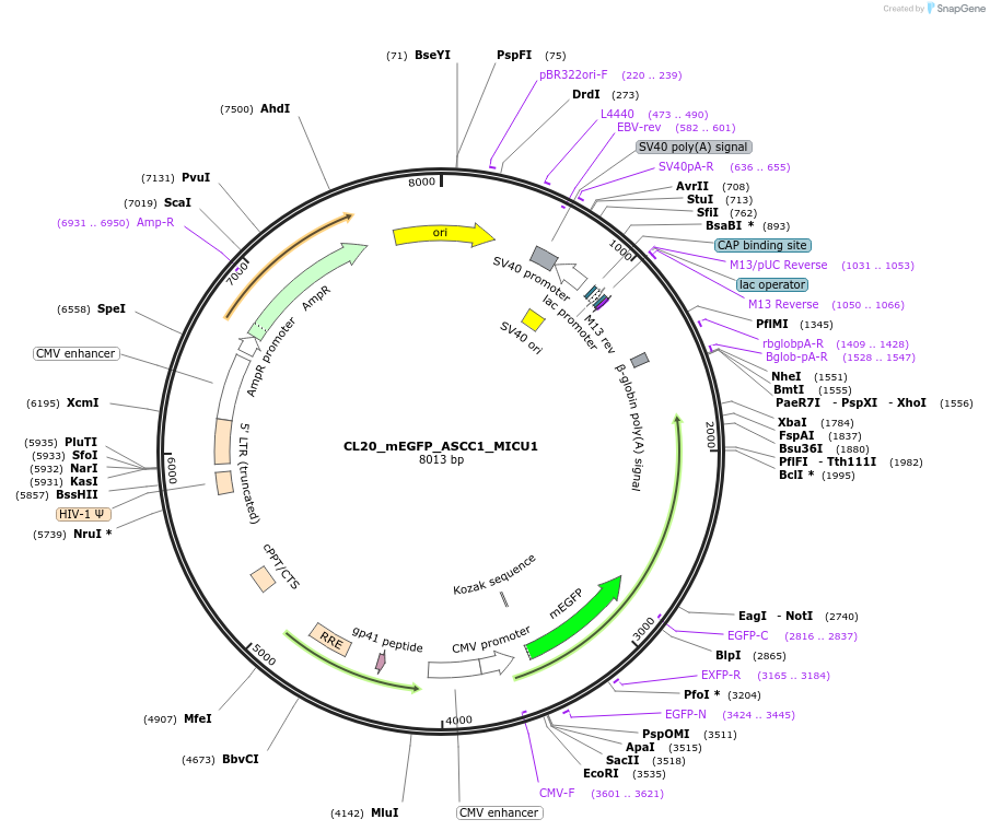205773-plasmid-map-sequence-id-406577