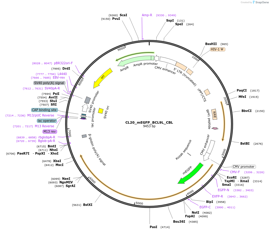 205779-plasmid-map-sequence-id-406583
