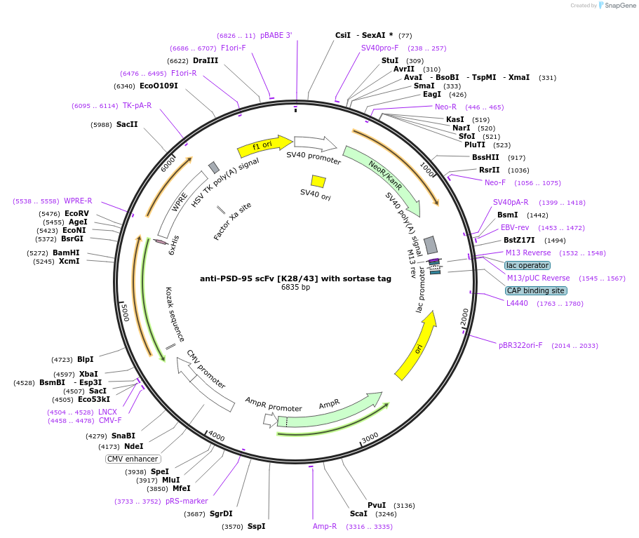 204422-plasmid-map-sequence-id-406593