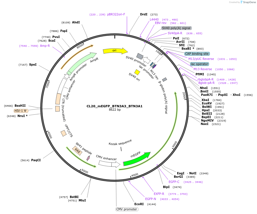 205784-plasmid-map-sequence-id-406596