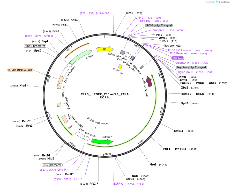 205785-plasmid-map-sequence-id-406598