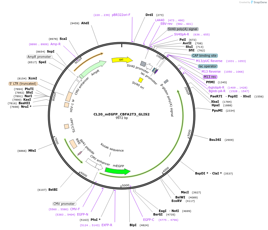 205786-plasmid-map-sequence-id-406599