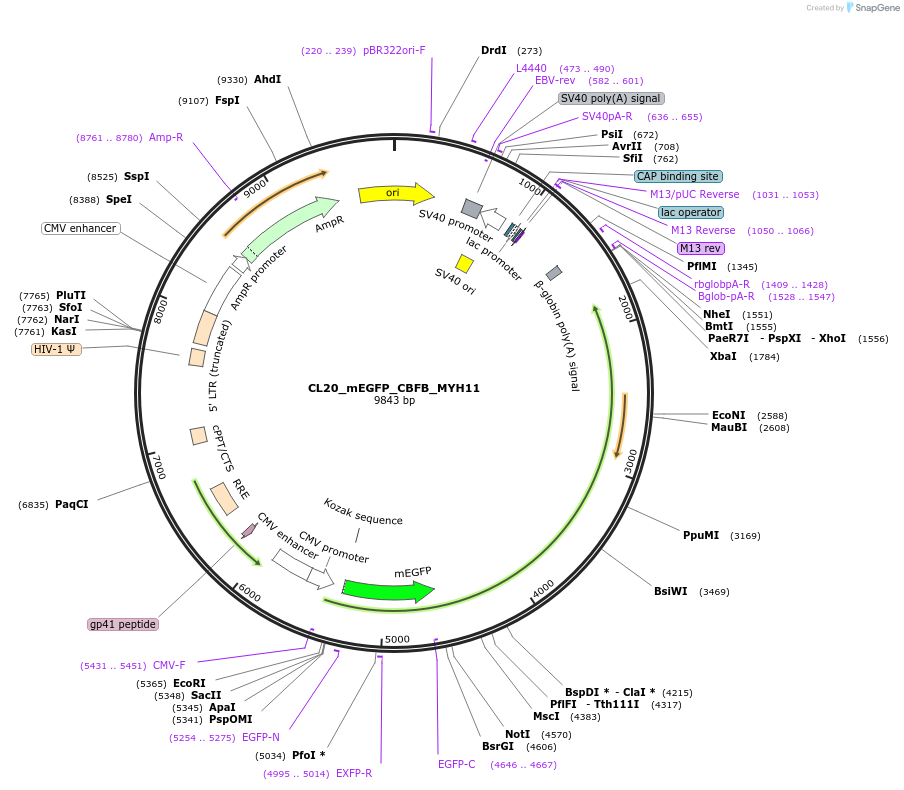 205787-plasmid-map-sequence-id-406600