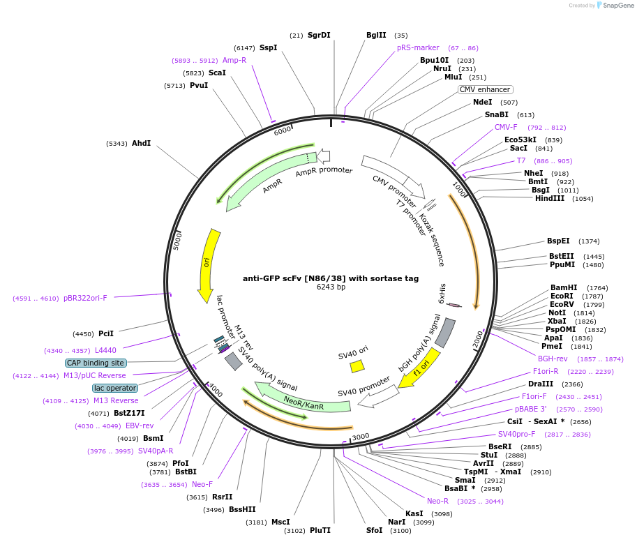 204419-plasmid-map-sequence-id-406601