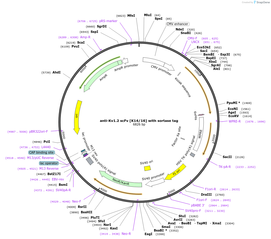 204425-plasmid-map-sequence-id-406603