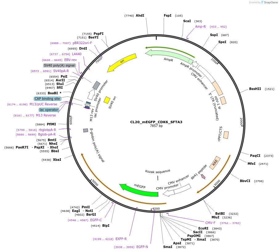 205791-plasmid-map-sequence-id-406608